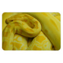 Suche nach zucht magnete Gelb