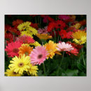 Suche nach gerbera poster Blume
