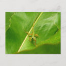 Suche nach eidechse postkarten Natur