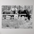 Suche nach zu pferde kunst Pferdefotografie