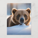 Suche nach braunbären poster Schnee