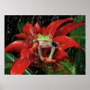 Suche nach tropischer frosch poster Regenwald