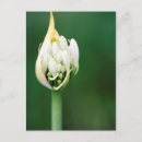 Suche nach extrem postkarten Blume