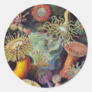 Suche nach seeanemone aufkleber Meeresleben