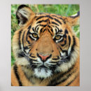 Suche nach katzenartig poster Kopf