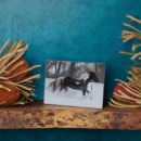 Suche nach schnee fotoplatten Pferd