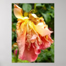 Suche nach orange rose poster Schön