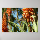 Suche nach flug poster Kolibri