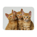 Suche nach ingwer magnete Katze