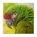 Suche nach profil fliesen Vogel