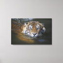 Suche nach sumatran poster Vorderansicht