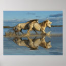 Suche nach camargue pferde poster Kamargue
