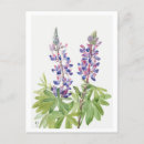Suche nach lupinen postkarten Lila