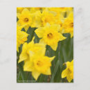Suche nach narzisse postkarten Gelb