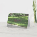 Suche nach eichhörnchen geburtstag karten Lustig