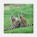 Suche nach madagaskar magnete Afrika