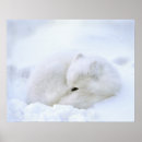 Suche nach tundra poster Kanada