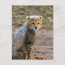 Suche nach acinonyx jubatus postkarten Afrika