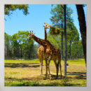 Suche nach zoo poster Giraffe