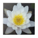Suche nach wasserlilie fliesen Lilienpolster