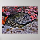 Suche nach aal poster Natur