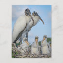 Suche nach stork postkarten Vögel