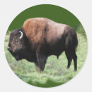 Suche nach bison aufkleber Amerika