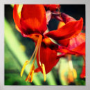 Suche nach taglilien poster Botanisch