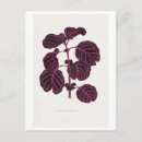 Suche nach vintage illustrationen postkarten Rosa