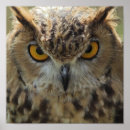 Suche nach eule poster Vögel