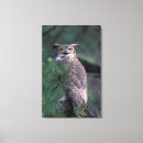 Suche nach zweigen poster leinwandbilder Vogel