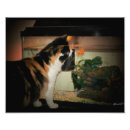 Suche nach goldfische poster Haustiere