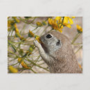 Suche nach rodent postkarten Animal