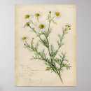 Suche nach herbarium poster Botanische wandkunst