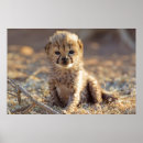 Suche nach baby gepard poster Acinonyx jubatus