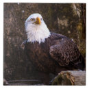 Suche nach eagle fliesen Glatzenadler