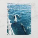 Suche nach delphin postkarten Foto