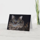 Suche nach maine coon karten Tier