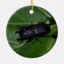 Suche nach käfer ornamente Fehler