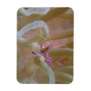 Suche nach curacao magnete Reise