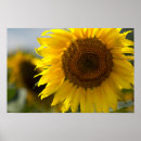 Suche nach gelbe sonnenblume poster Sommer
