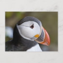 Suche nach seevogel postkarten Puffin
