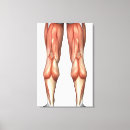 Suche nach menschliche anatomie leinwandbilder Bein