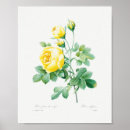 Suche nach garten rose poster Vintag