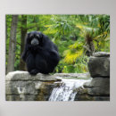 Suche nach primate poster Wild