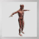 Suche nach menschliches bein poster Ligament