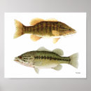 Suche nach bass poster Fischen