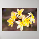 Suche nach frangipani poster Gelb