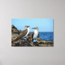 Suche nach ecuador leinwandbilder Galapagos inseln
