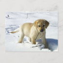 Suche nach labrador welpe postkarten Niedlich